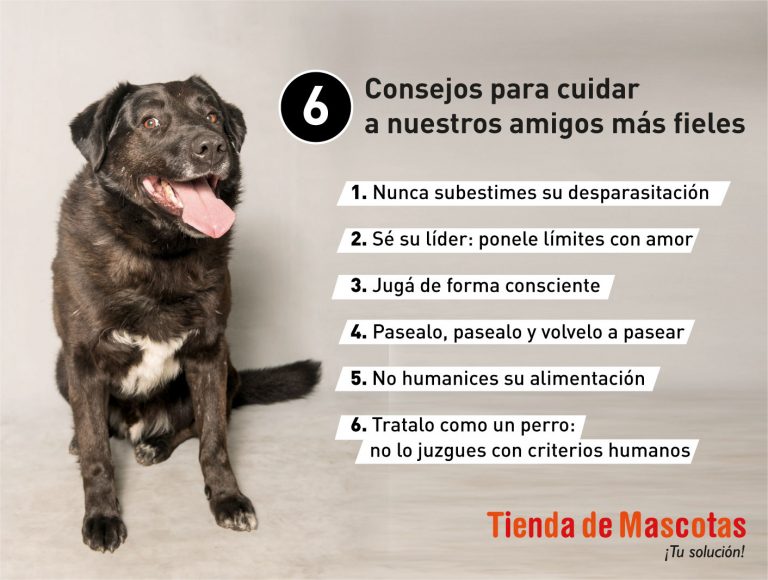 Fiesta Animal 6 consejos para cuidar