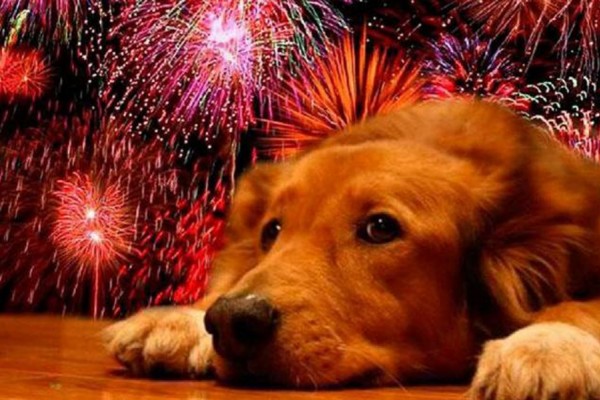 Pirotecnia y ruidos en las fiestas: como calmar a tu perro cuando tiran fuegos artificiales 