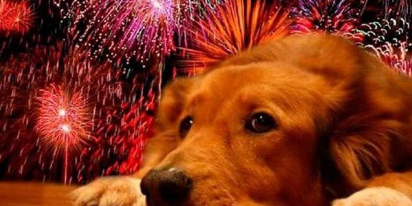 Nota-9602-cuatro_tips_para_cuidar_a_las_mascotas_en_fiestas_de_fin_de_ano